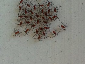 Caught these guys hanging out on my door frame out.jpg